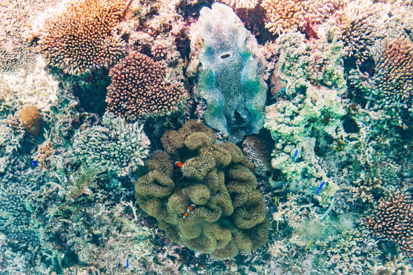 川平湾の珊瑚礁
